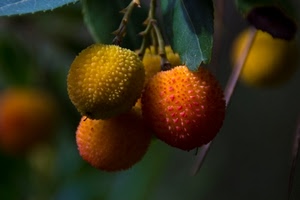 frutta, foglie, frutti, arancione, giallo, corbezzoli, verde, sfere, sfocato, rosso