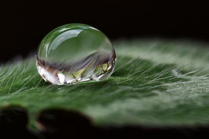 goccia, riflesso, acqua, verde, macro, peli, foglia, sfera, riflessi