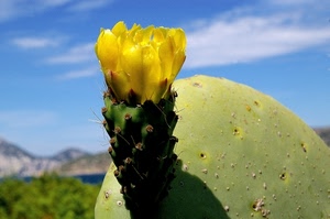 giallo, fiore, spine, verde, cactus, pianta, grassa, fico