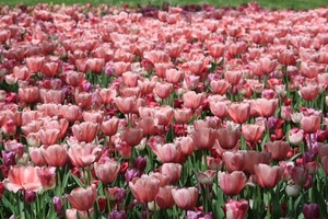 tulipani, rosa, fiori, petali, verde, campo, foglie, tanti, aiuola, coltivazione, piante