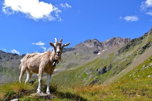 capra, montagna, prati, prato, corna, campanaccio, cielo, animale, montagne, erba, nuvole, azzurro, monti