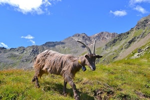 montagna, capra, corna, animale, erba, pelo, pascolo, campanaccio, cielo