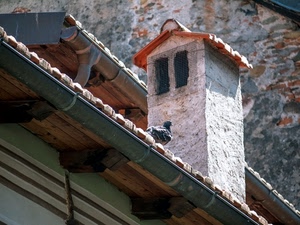 comignolo, tegole, tetto, piccione, uccello, travi, grondaie, tetti, grondaia