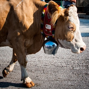 mucca, campanaccio, riflesso, zoccoli, strada, collare, muso, zampe, campana, bovino, occhi, orecchie, narice, marrone, animali, animale