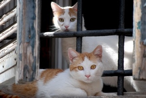 gatti, finestra, orecchie, inferriata, grata, due, animali, occhi, baffi, bianco