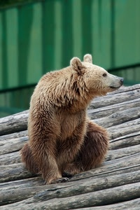 orso, animale, tronchi, muso, orecchie, pelo, verde, pali, bruno, zoo, legno