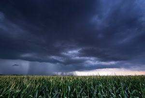nuvole, temporale, campo, mais, maltempo, verde, pioggia, cielo, grigio, campagna, grano
