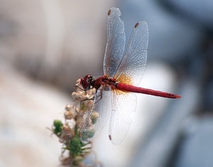 ali, fiore, libellula, insetto, macro, rosso, trasparenza, trasparente