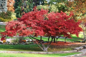 rosso, parco, albero, foglie, alberi, giardino, acero, fiori, autunno