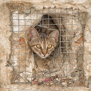 gatto, occhi, rete, orecchie, buco, grata, muro, animale, animali