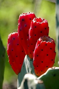 rosso, fichi, verde, quattro, grassa, frutti, india, pianta, spine, fico, piante, frutto, cactus