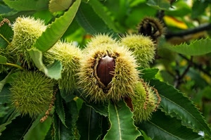 verde, foglie, castagne, ricci, spine, riccio, castagna