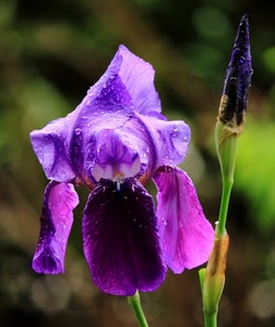viola, fiore, bocciolo, verde, petali, iris, foglie, macro