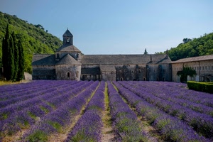 lavanda, viola, chiesa, fiori, campo, verde, monastero, campanile, piante, alberi