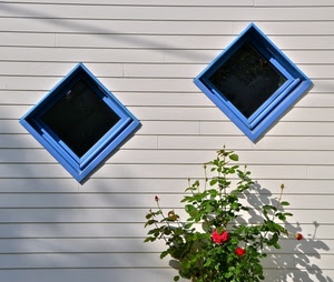 finestre, blu, fiori, due, quadrati, azzurro, rose, righe, pianta