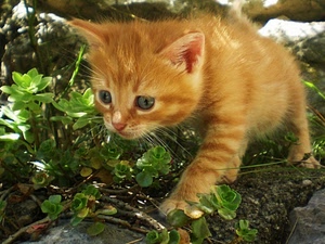 gatto, occhi, micio, pelo, baffi, cucciolo, verde, rosso, orecchie, foglie, animali