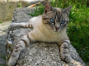 gatto, occhi, erba, muretto, felino, muro, orecchie, pelo, azzurro, animale, azzurri
