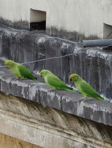 tre, pappagalli, verde, uccelli, verdi, pappagallini, cornicione, muro