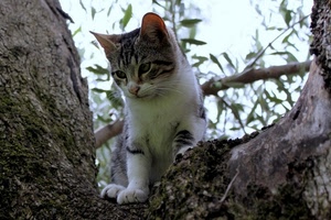 gatto, albero, foglie, micio, orecchie, zampe, tigrato, ramo, felino