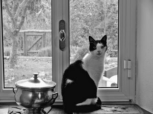 finestra, gatto, pentola, bianconero, alberi, nero, bianco