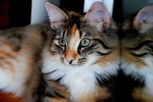 gatto, occhi, orecchie, riflesso, pelo, verdi, baffi, felino, animali, animale