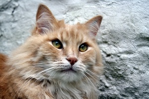 gatto, occhi, baffi, orecchie, muso, pelo, rosso, felino