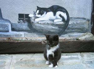 gatto, nero, bianco, murales, dipinto, gattino, baffi, micio, gatti, topo, muro