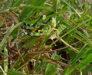 verde, erba, insetti, cavallette, grilli, zampe, natura, accoppiamento, due