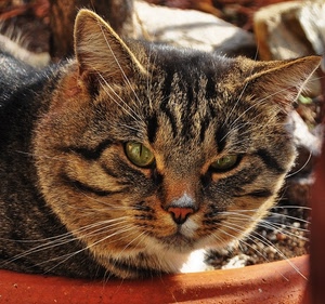 gatto, occhi, pelo, baffi, orecchie, muso, vibrisse, felino, animale, naso, micio, striato, verde, vaso
