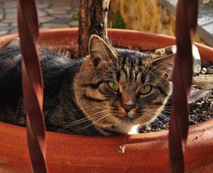 gatto, occhi, vaso, baffi, sguardo, terra, ringhiera