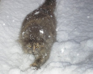 gatto, neve, occhi, bianco, zampa, pelo, animale, zampe, grigio, felino, fiocchi
