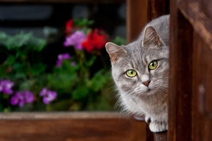 gatto, occhi, fiori, verde, grigio, finestra, animale, micio, orecchie, felino, rosso, sfocato, sguardo, baffi, giallo, vaso, muso