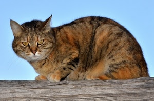 gatto, occhi, animale, orecchie, legno, felino, pelo