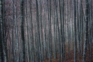 alberi, bosco, rami, tronchi, fusti, fitto