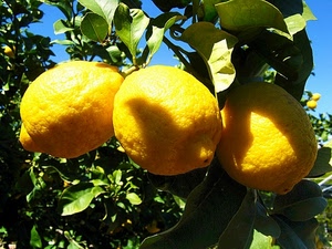 limoni, tre, foglie, giallo, agrumi, verde, frutta, gialli