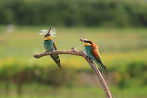 uccelli, ramo, due, colori, libellula, insetti, sfocato, verde, volatili