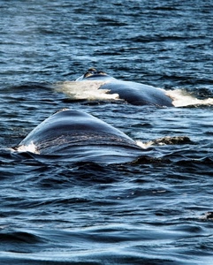 mare, onde, acqua, cetacei, delfini, balene, blu, pesci, due, animali, azzurro, schiuma