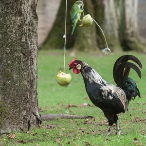 gallo, pappagallo, mela, filo, coda, albero, frutta, bargigli, piume, mele, cresta, rosso