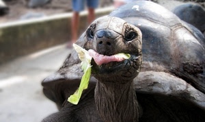 tartaruga, insalata, lingua, carapace, muso, lattuga, mangiare, animali, occhi, animale