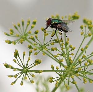 mosca, ali, insetto, fiore, zampe, macro, verde, giallo, pianta, fiori, infiorescenze