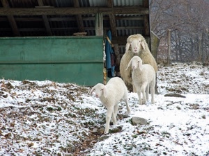 neve, pecore, agnelli, inverno, pecora, bianco, tre, ovile, lana, animali
