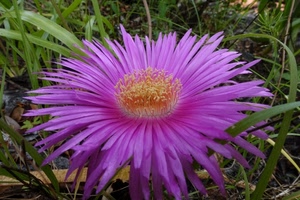 fiore, petali, verde, corolla, foglie, giallo, macro, viola, stami, pistilli, erba, lilla, fucsia, steli, rosa