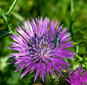 verde, viola, petali, insetto, fiore, antenne, foglie, corolla, zampe, fiori, pistilli, macro, fucsia, rosa