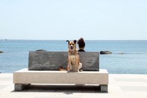 mare, cane, panchina, scogli, seduto, marmo, orizzonte