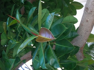 foglie, verde, ficus, albero, pianta, natura, marrone, tronco, ramo, magnolia