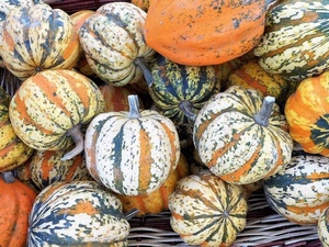 zucche, ortaggi, arancione, colori, tante, mucchio, verde, cibo, strisce, cesto, verdura, bianco, vimini, arancio, righe