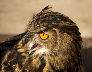 becco, rapace, piume, giallo, occhio, occhi, gufo, uccello, penne
