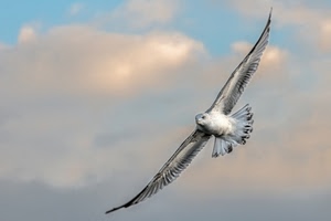 ali, uccello, cielo, nuvole, volo, volatile, gabbiano, volare, coda, animale