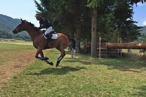 alberi, cavallo, fantino, prato, verde, cavaliere, tronchi, zampe, galoppo, erba, sella, animale, ostacolo, coda, equino, stivali, marrone, cielo, corsa, ostacoli, montagne