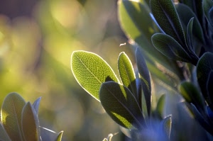 verde, foglie, controluce, salvia, sfocato, pianta, luce, foglia, rami